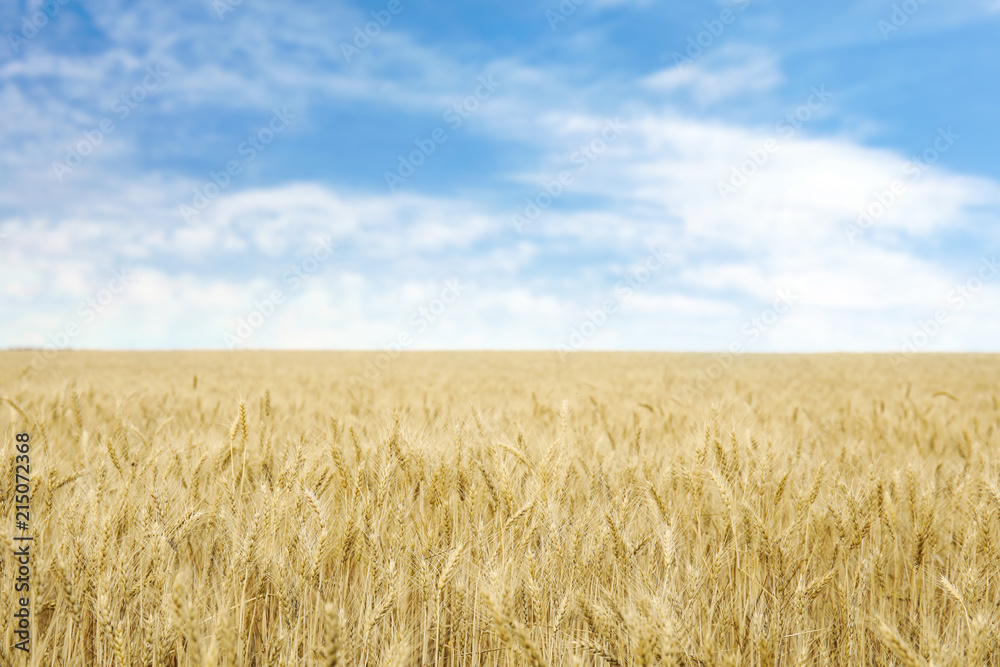 Golden wheat in grain field. Cereal farming