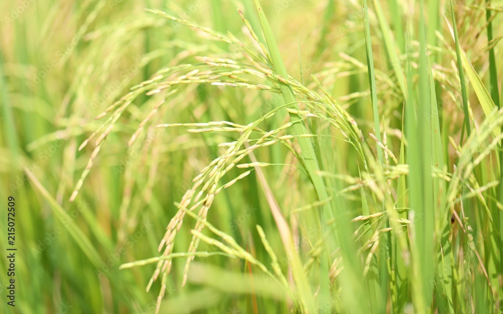 Rice field closeup blur nature landscape background Rice field closeup blur nature landscape background