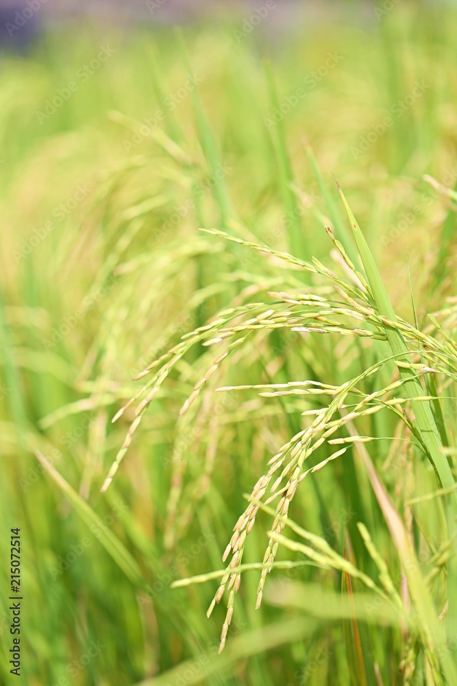 Rice field closeup blur nature landscape background Rice field closeup blur nature landscape background