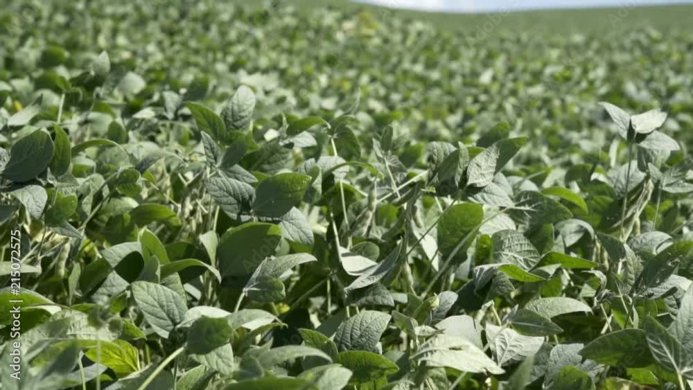 Soybean plant field in slow motion Soybean plant field in slow motion