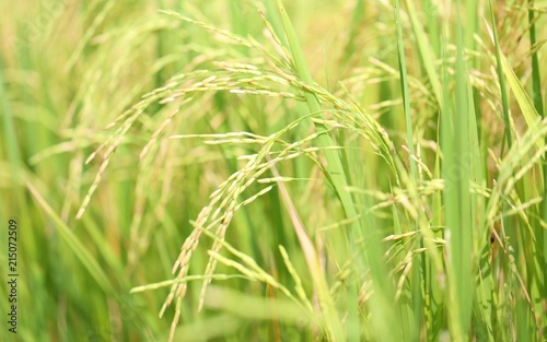 Rice field closeup blur nature landscape background