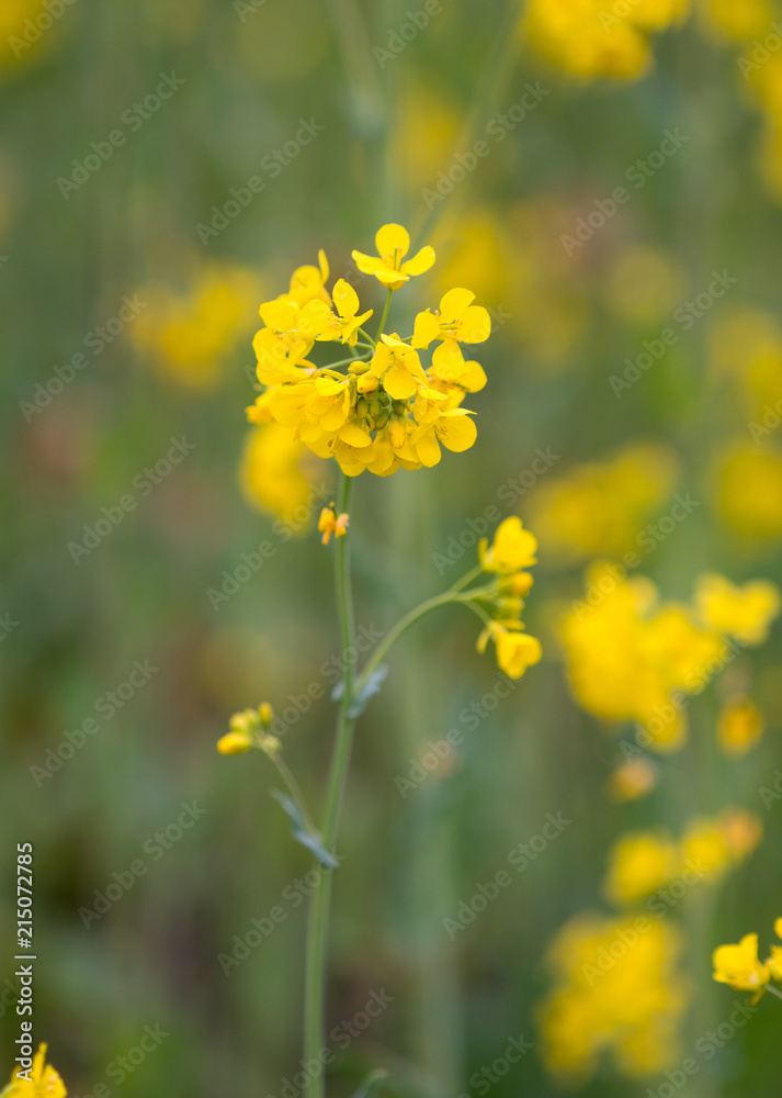 Rapeseed plant blooming in the summer field with blurry background.