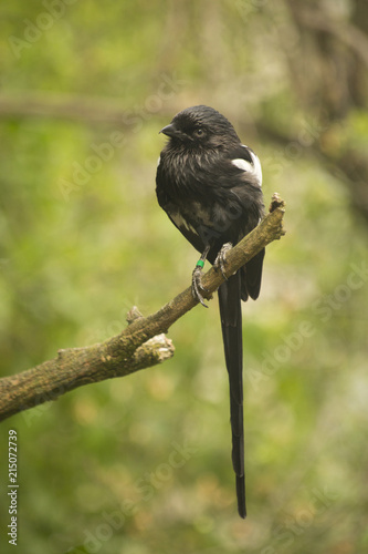 Magpie  Shrike (Сorvinella melanoleuca).Urolestes melanoleucus. photo