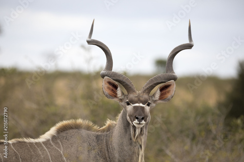 Wild free Greater Kudu antelope Tragelaphus strepsiceros  portrait