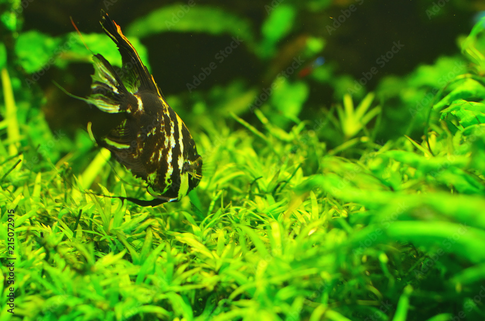 A striped fish floats deep into the algae A striped fish floats deep into the algae