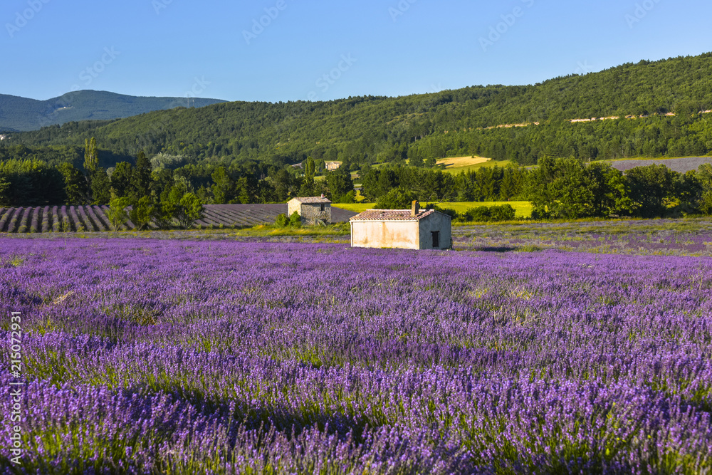 Blossoming lavender field in soft evening light near Sault, Provence, France, panorama with hut Blossoming lavender field in soft evening light near Sault, Provence, France, panorama with hut