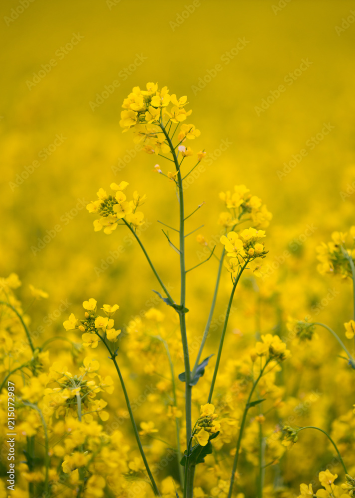Rapeseed plant blooming in the summer field with blurry background. Rapeseed plant blooming in the summer field with blurry background.