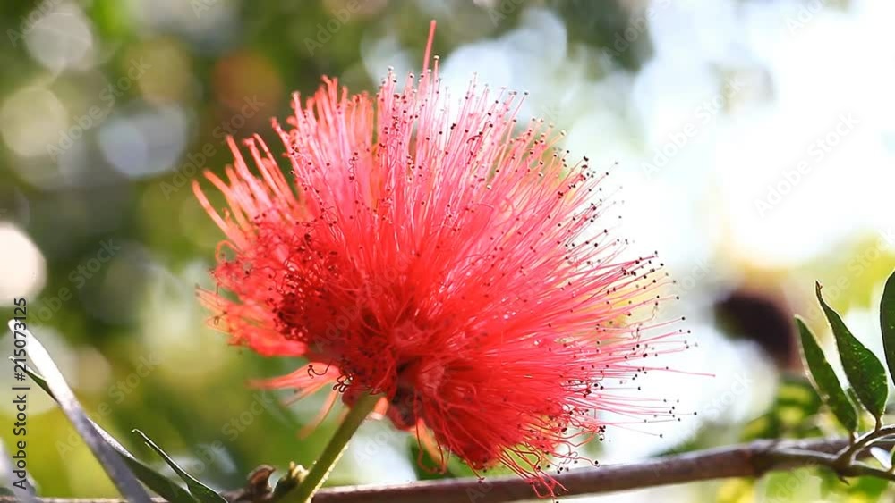 Tropical flower Mimosa pudica blooming in Thailand