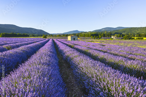 Dreamy flowering lavender scenery near Sault  Provence  France  soft light in the evening