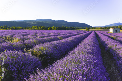 lavender field with intensive bright colour Sault, Provence, France, landcsape panorma in the evening sunlight