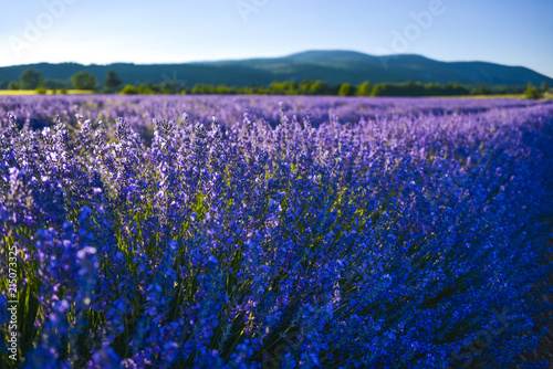 Blossoming lavender bunch of the Provence, France close up with hillscape