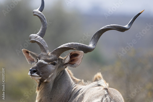 Wild free Greater Kudu antelope Tragelaphus strepsiceros  portrait photo