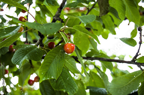 cherries