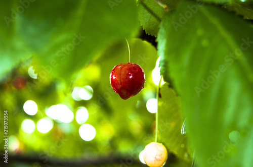 cherries on tree