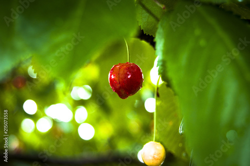 cherries on tree