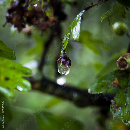 dew on a leaf