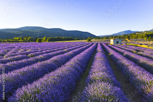 lavender landscape with mountainscape and hut  Provence  France