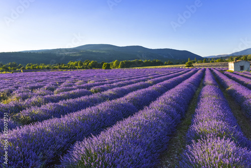 Long rows of blossoming lavender with hillscape, Provence, France
