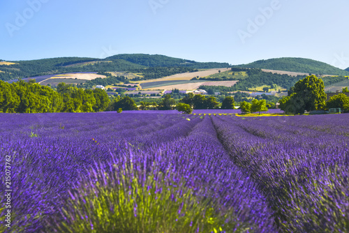 widely extended lavender field of the Provence with trees and hillscape in background, France