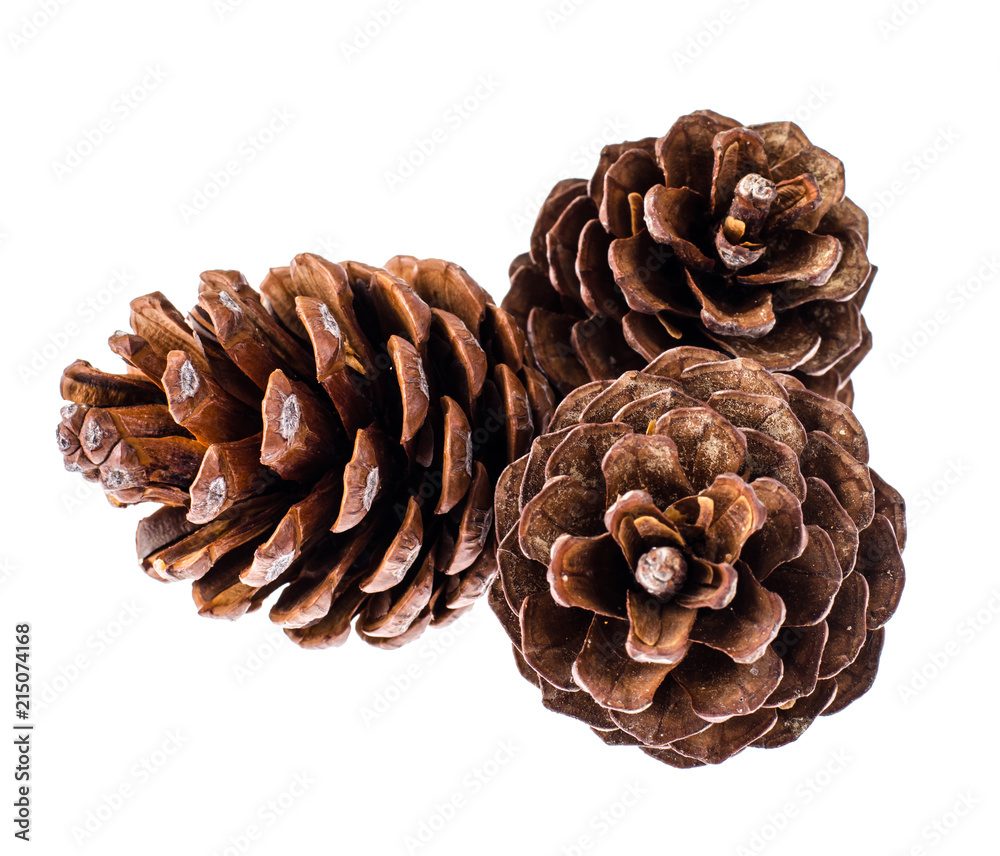 Many brown color natural dry pine cones on white background Many brown color natural dry pine cones on white background