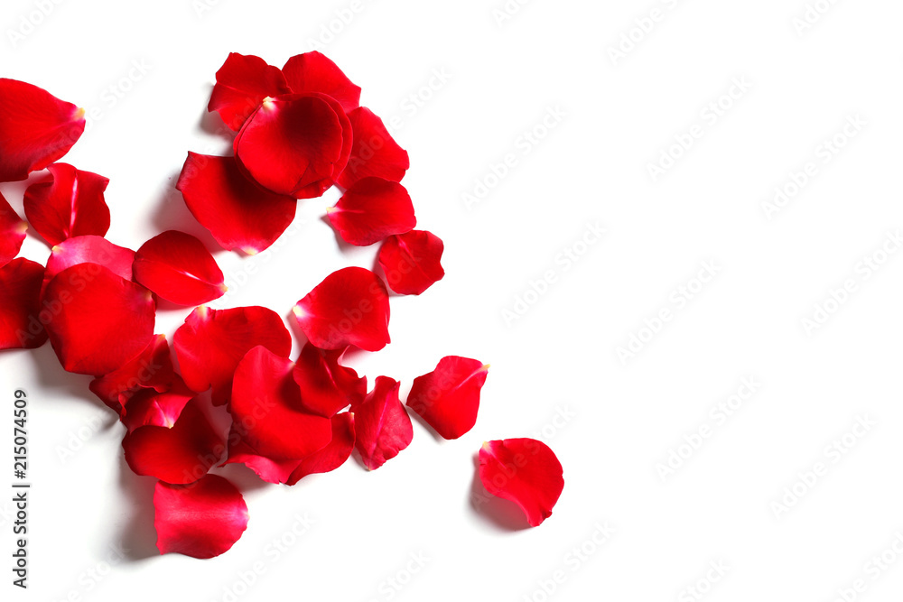 Red rose petals on white background, top view Red rose petals on white background, top view