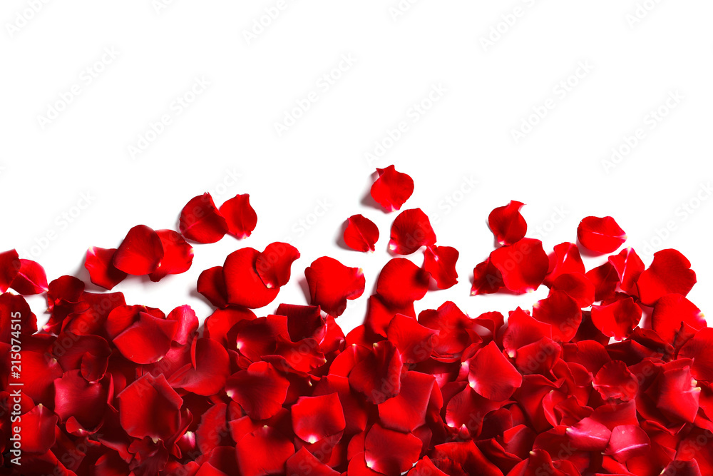 Red rose petals on white background, top view Red rose petals on white background, top view
