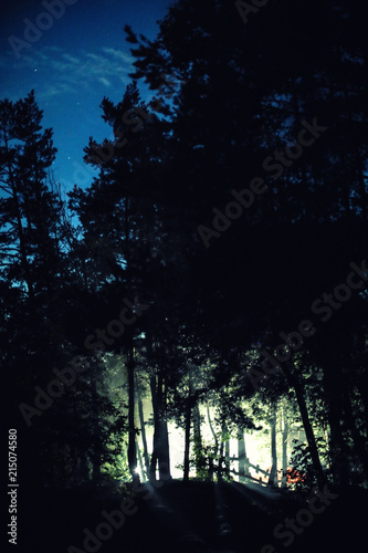 Light between trees in forest at night. Camping season