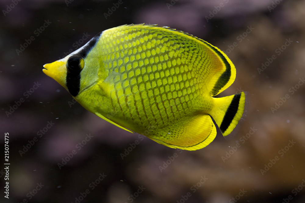 Fototapeta premium Latticed butterflyfish.(Chaetodon rafflesii).