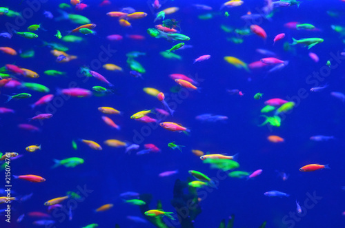 Many small, colorful, vibrant fish swim chaotic