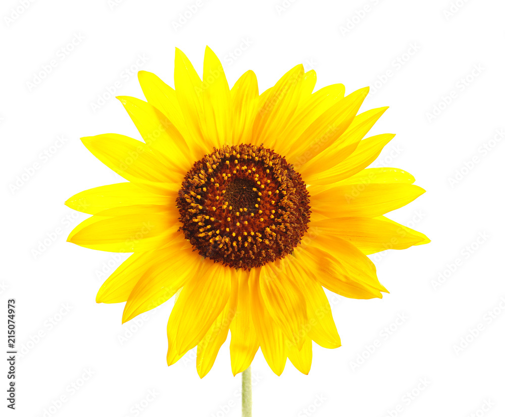 Fototapeta premium Beautiful bright yellow sunflower on white background