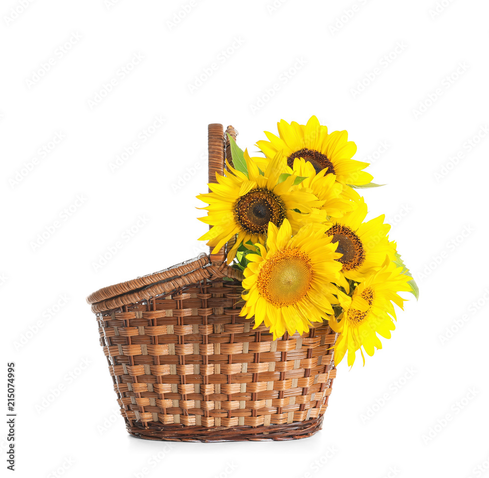 Obraz premium Wicker basket with beautiful yellow sunflowers on white background