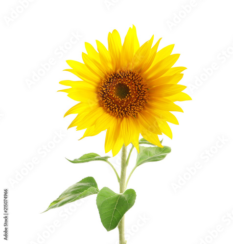 Beautiful bright yellow sunflower on white background