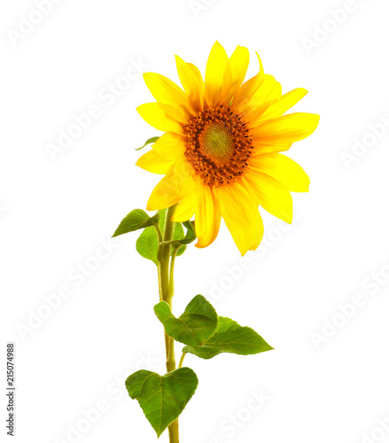 Fototapeta Naklejka Na Ścianę i Meble -  Beautiful bright yellow sunflower on white background