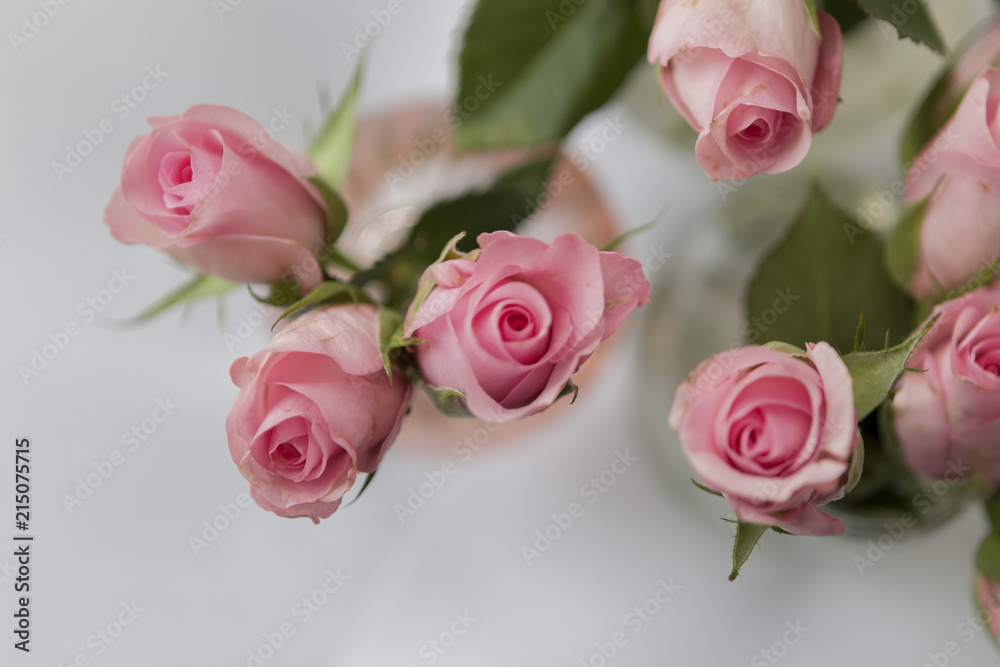 Fototapeta premium pink roses, flowers