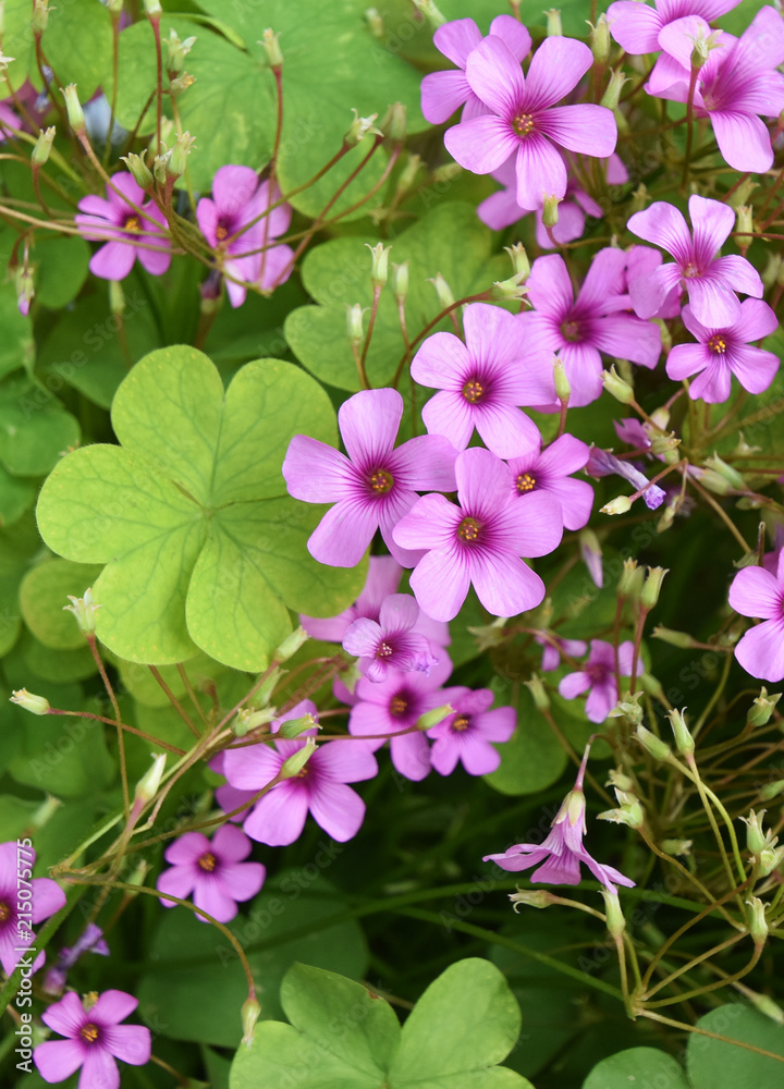 Clover (Genus Trifolium) with heart-shaped leaves as a symbol of luck and small pink flowers Clover (Genus Trifolium) with heart-shaped leaves as a symbol of luck and small pink flowers