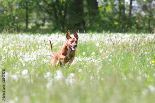 Rhodesian Ridgeback Hund rennt durch Blumenwiese Feld photo