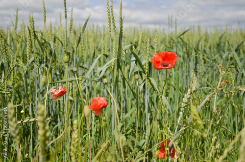 Poppies in wheat