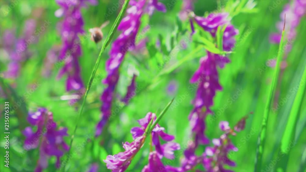 Mountain wilderness shot with bees and nature insects Mountain wilderness shot with bees and nature insects