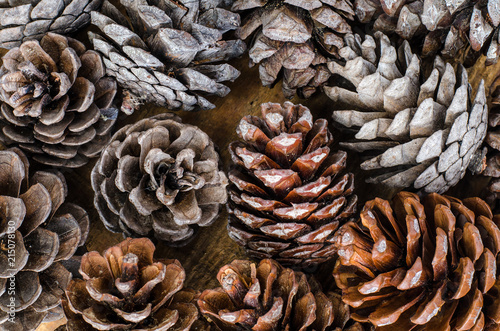 Brown pine and cedar cones on wooden background © ArtCookStudio