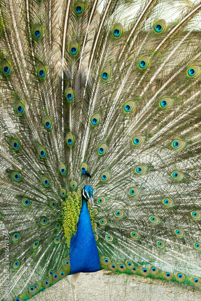 Naklejka premium Peacock Open in Madrid, Spain