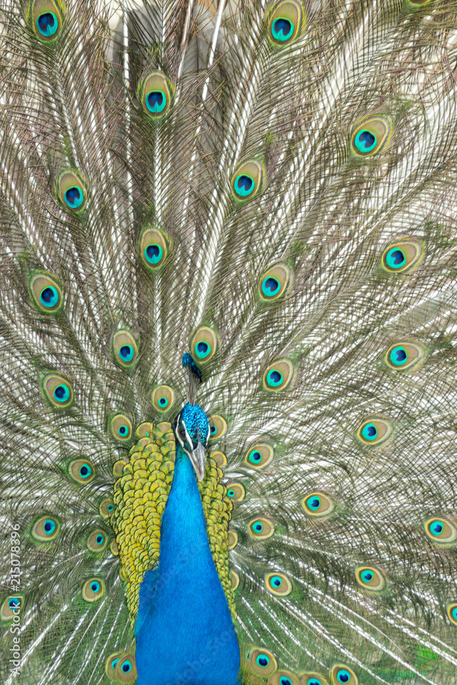 Obraz premium Peacock Opened in Madrid, Community of Madrid, Spain