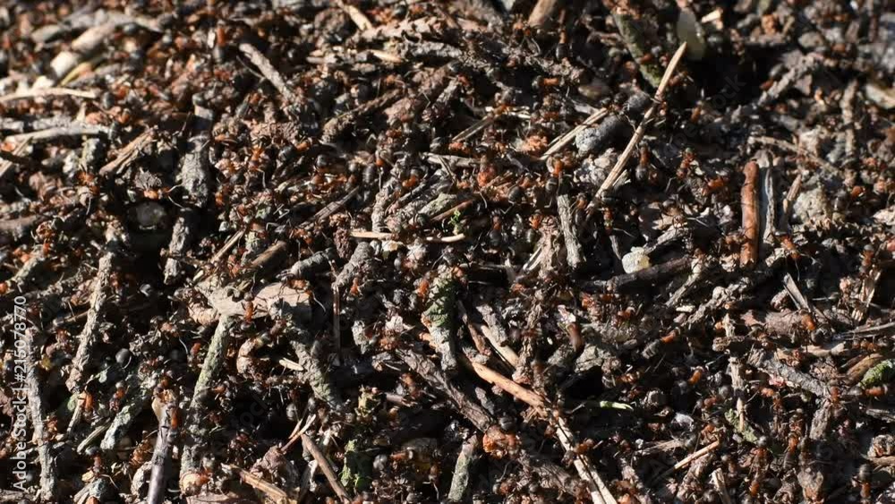 Red forest ants are working in an Anthill. A hardworking ant takes care of its surroundings. Red forest ants are working in an Anthill. A hardworking ant takes care of its surroundings.