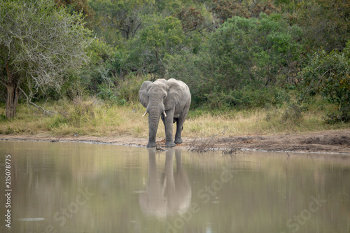 Elephant Bull Drinking water