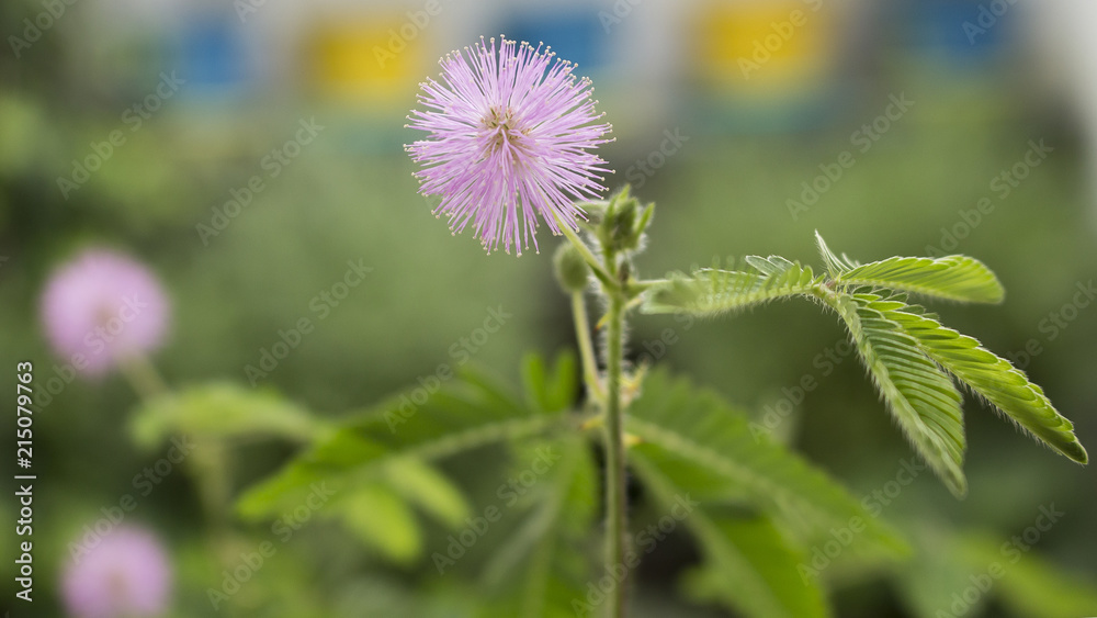 Closeup on perfect bloom of a sensitive plant (mimosa pudica, sleepy plant, touch me not) Closeup on perfect bloom of a sensitive plant (mimosa pudica, sleepy plant, touch me not)