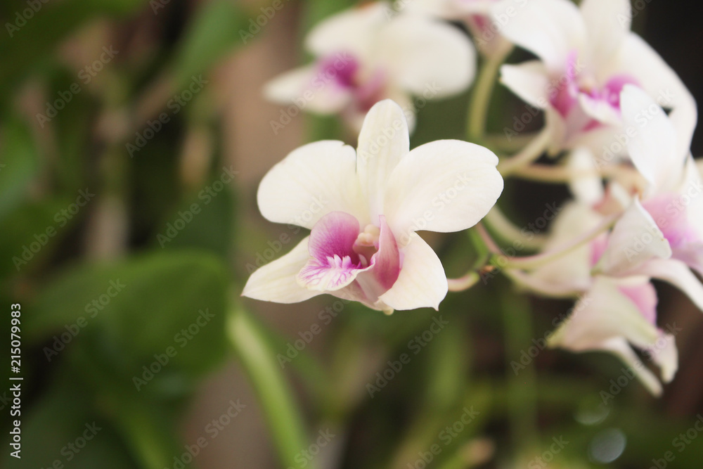 White orchid close-up on natural background with depth of field. White orchid close-up on natural background with depth of field.