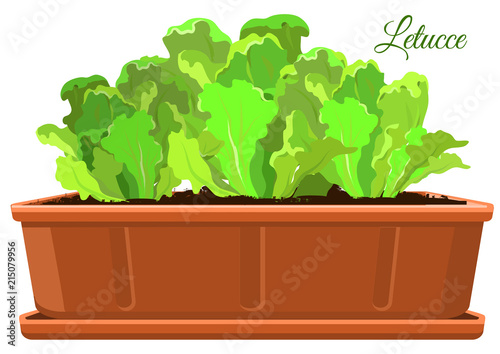 Long pot with green letucce salad. Vector illustration.