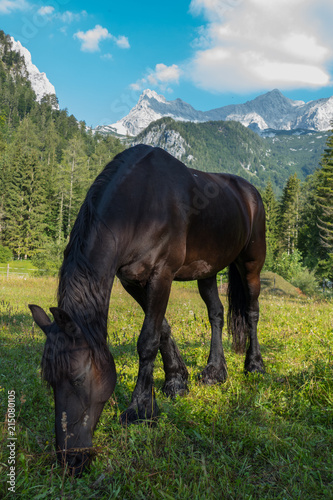 black horse on a green pasture
