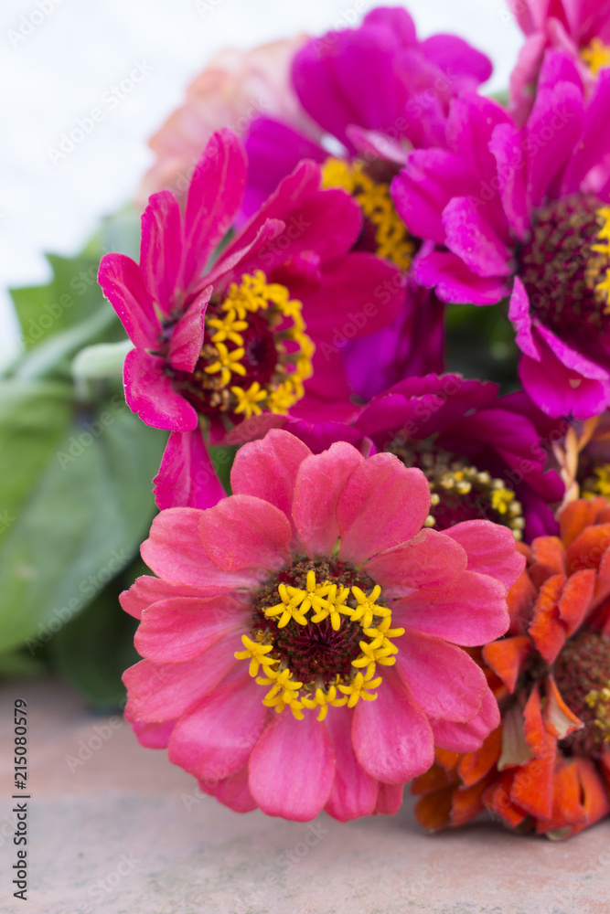 Closeup of flower arrangement of pink zinnias Closeup of flower arrangement of pink zinnias