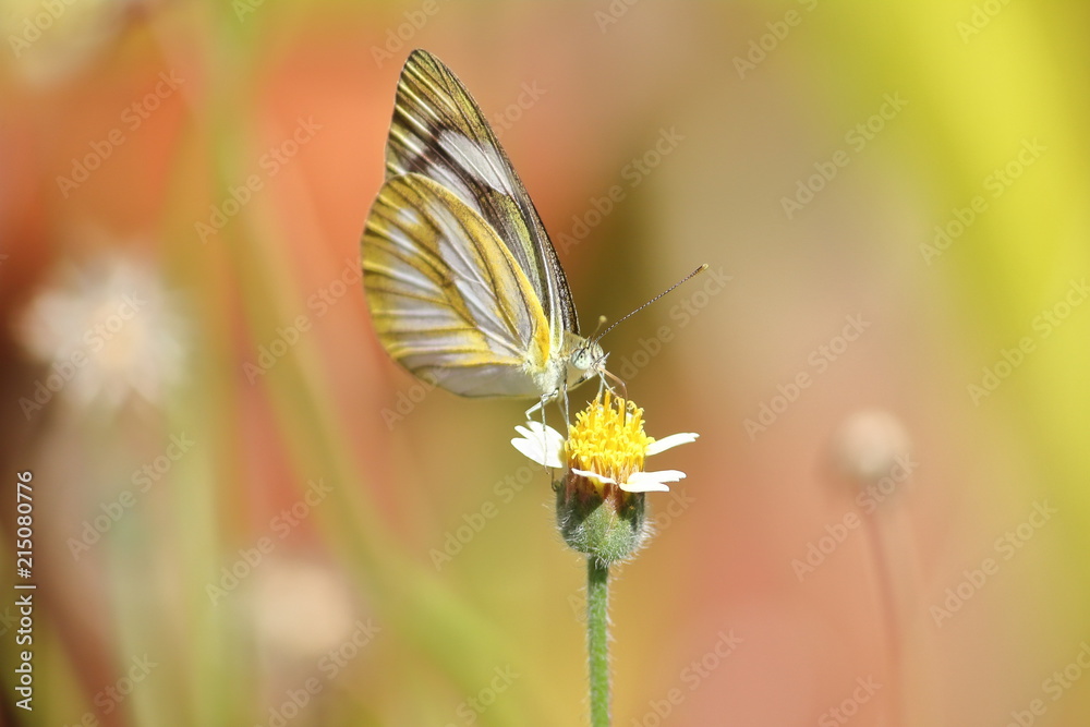 close up beautiful butterfly in fresh nature close up beautiful butterfly in fresh nature