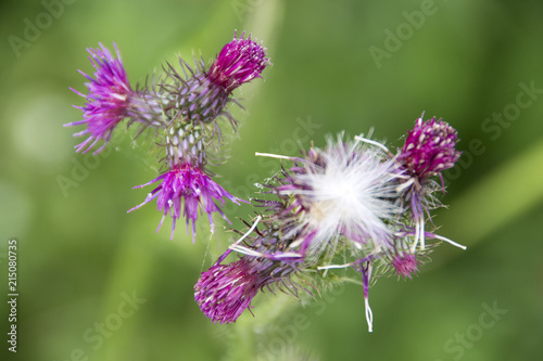 Fiori di montagna